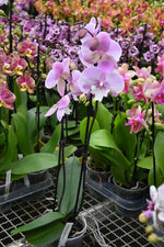 Carica l'immagine nel visualizzatore Galleria, Phalaenopsis Blush Dream