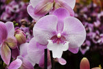 Carica l'immagine nel visualizzatore Galleria, Phalaenopsis Blush Dream