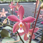 Carica l'immagine nel visualizzatore Galleria, Phalaenopsis Bronze Maiden 'Rio' (schilleriana x mannii 'Black' )