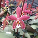 Carica l'immagine nel visualizzatore Galleria, Phalaenopsis Bronze Maiden 'Rio' (schilleriana x mannii 'Black' )