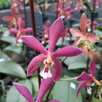 Carica l'immagine nel visualizzatore Galleria, Phalaenopsis Bronze Maiden 'Rio' (schilleriana x mannii 'Black' )