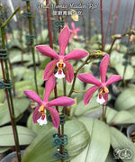 Carica l'immagine nel visualizzatore Galleria, Phalaenopsis Bronze Maiden 'Rio' (schilleriana x mannii 'Black' )