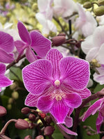 Carica l'immagine nel visualizzatore Galleria, Phalaenopsis Cassiopea