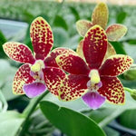 Carica l'immagine nel visualizzatore Galleria, Phalaenopsis Chienlung Black Conch × Cornustris