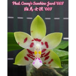 Carica l'immagine nel visualizzatore Galleria, Phalaenopsis Conny's Sunshine Jewel '669'