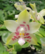 Carica l'immagine nel visualizzatore Galleria, Phalaenopsis Conny's Sunshine Jewel '669'