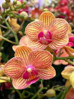 Carica l'immagine nel visualizzatore Galleria, Phalaenopsis Grace's Skin