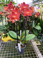 Carica l'immagine nel visualizzatore Galleria, Phalaenopsis Jane Hudson