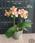 Carica l'immagine nel visualizzatore Galleria, Phalaenopsis I-Hsin Venus (peloric - 3 lips)