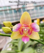 Carica l'immagine nel visualizzatore Galleria, Phalaenopsis I-Hsin Venus (peloric - 3 lips)