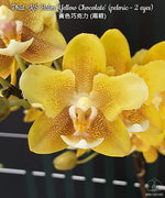 Carica l'immagine nel visualizzatore Galleria, Phalaenopsis KS Balm 'Yellow Chocolate' (peloric - 2 eyes)