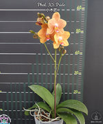 Carica l'immagine nel visualizzatore Galleria, Phalaenopsis KS Pride 'Golden Diamond'