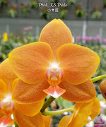 Carica l'immagine nel visualizzatore Galleria, Phalaenopsis KS Pride 'Golden Diamond'