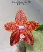 Carica l'immagine nel visualizzatore Galleria, Phalaenopsis LD Giga King '801'