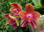 Carica l'immagine nel visualizzatore Galleria, Phalaenopsis LD Giga King '801'