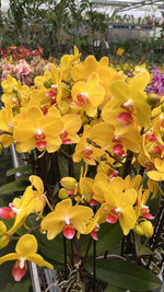 Carica l'immagine nel visualizzatore Galleria, Phalaenopsis Lemon Curd