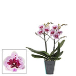 Carica l'immagine nel visualizzatore Galleria, Phalaenopsis Lioulin Hot Lip - Big Lip