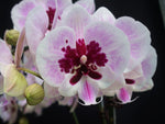 Carica l'immagine nel visualizzatore Galleria, Phalaenopsis Lioulin Hot Lip - Big Lip