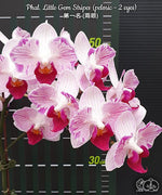 Carica l'immagine nel visualizzatore Galleria, Phalaenopsis Little Gem Stripes (peloric - 2 eyes)