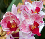 Carica l'immagine nel visualizzatore Galleria, Phalaenopsis Little Gem Stripes (peloric - 2 eyes)