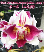 Carica l'immagine nel visualizzatore Galleria, Phalaenopsis Little Gem Stripes (peloric - 3 lips)