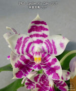 Carica l'immagine nel visualizzatore Galleria, Phalaenopsis Lyndon Mix Zebra '707'