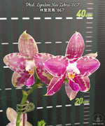 Carica l'immagine nel visualizzatore Galleria, Phalaenopsis Lyndon Mix Zebra '867'