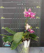 Carica l'immagine nel visualizzatore Galleria, Phalaenopsis Lyndon Mix Zebra '867'