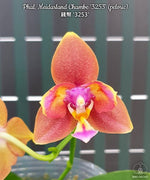 Carica l'immagine nel visualizzatore Galleria, Phalaenopsis Meidarland Chambe '3253' (peloric) (Phal. Tying Shin Champion × Phal. Bellina)