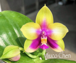Carica l'immagine nel visualizzatore Galleria, Phalaenopsis Miro Be Queen '913-1' x DTE Mainshow
