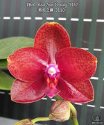 Carica l'immagine nel visualizzatore Galleria, Phalaenopsis Miro Sun Beauty '3110'