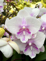 Carica l'immagine nel visualizzatore Galleria, Phalaenopsis Pink Bubble - Big Lip