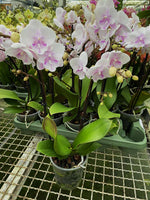 Carica l'immagine nel visualizzatore Galleria, Phalaenopsis Pink Bubble - Big Lip