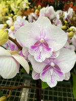 Carica l'immagine nel visualizzatore Galleria, Phalaenopsis Pink Bubble - Big Lip