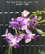 Carica l'immagine nel visualizzatore Galleria, Phalaenopsis Tying Shin Blue Jay (peloric - 3 lips)