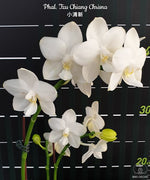 Carica l'immagine nel visualizzatore Galleria, Phalaenopsis Tzu Chiang Chrisna