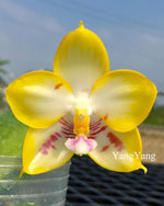 Carica l'immagine nel visualizzatore Galleria, Phalaenopsis YangYang Love 'Love' Mainshow