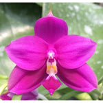 Carica l'immagine nel visualizzatore Galleria, Phalaenopsis Yaphon Gem x Shingher Pure Love
