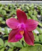 Carica l'immagine nel visualizzatore Galleria, Phalaenopsis Yaphon Sensational (LD's Bear King × Corning's Violet)