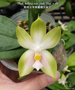 Carica l'immagine nel visualizzatore Galleria, Phalaenopsis bellina var. pink 'Fire'