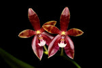 Carica l'immagine nel visualizzatore Galleria, Phalaenopsis Meen Estrella (cornu-cervi × tetraspis)