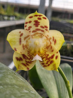 Carica l'immagine nel visualizzatore Galleria, Phal. gigantea x Phal. Chienlung Gigan Cherry