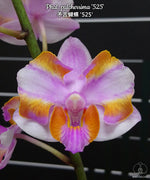 Carica l'immagine nel visualizzatore Galleria, Phalaenopsis pulcherrima '525'