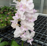 Carica l'immagine nel visualizzatore Galleria, Phalaenopsis Purple Gem "Pink" (Phal. pulcherrima 'blue' × Phal. equestris var. alba)