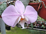 Carica l'immagine nel visualizzatore Galleria, Phal. sanderiana x Phal. schilleriana v. purpurea 'Ma#2'