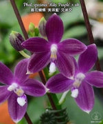 Carica l'immagine nel visualizzatore Galleria, Phalaenopsis speciosa 'Miki Purple'