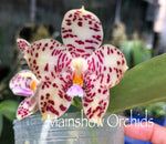 Carica l'immagine nel visualizzatore Galleria, Phalaenopsis Gentleman Jack f. alba (tetraspis alba x gigantea alba) 'Mainshow'