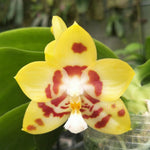 Carica l'immagine nel visualizzatore Galleria, Phalaenopsis Chienlung Sweetheart 'Mainshow'