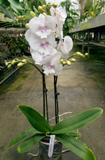 Carica l'immagine nel visualizzatore Galleria, Phalaenopsis Essential - Big Lip