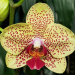 Carica l'immagine nel visualizzatore Galleria, Phalaenopsis Fancy Freckles